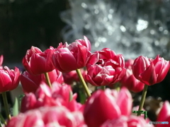 チューリップ26-⑦