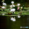 睡蓮01