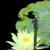花とトンボ18-④