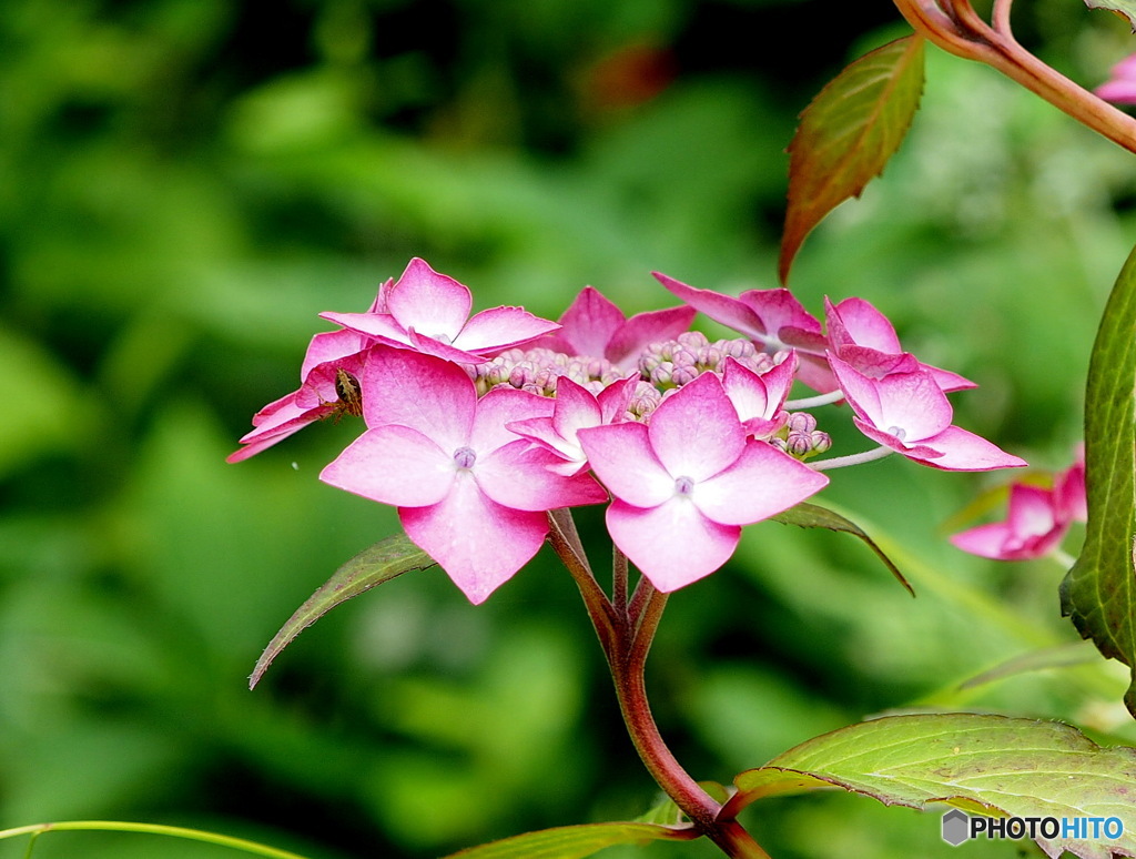 紫陽花20-②