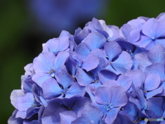 紫陽花17-③