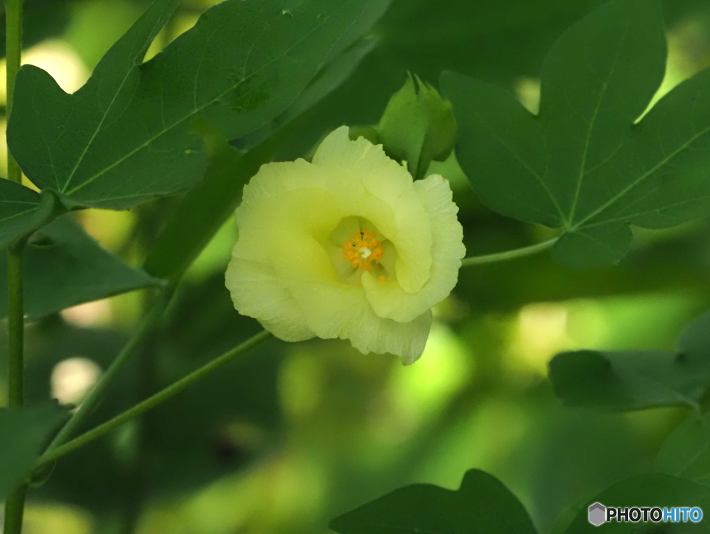 綿花25-①