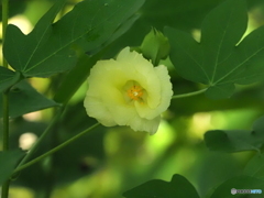 綿花25-①