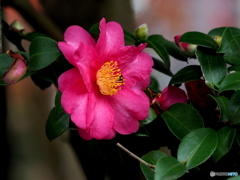 山茶花21-11