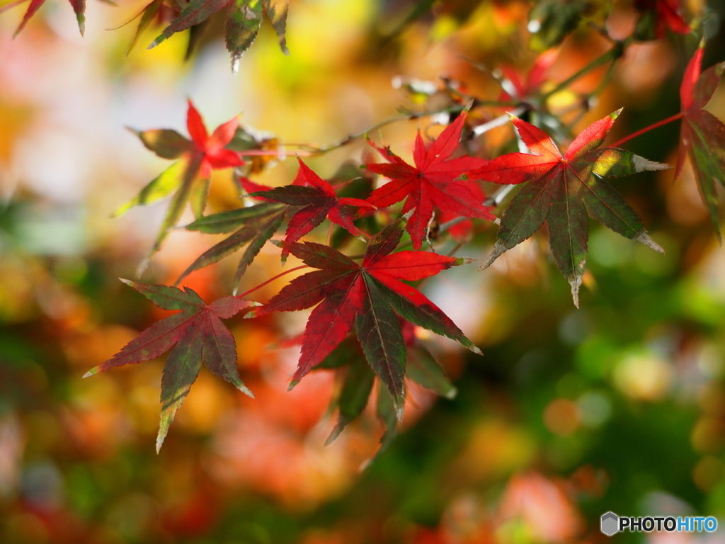 紅葉21-③