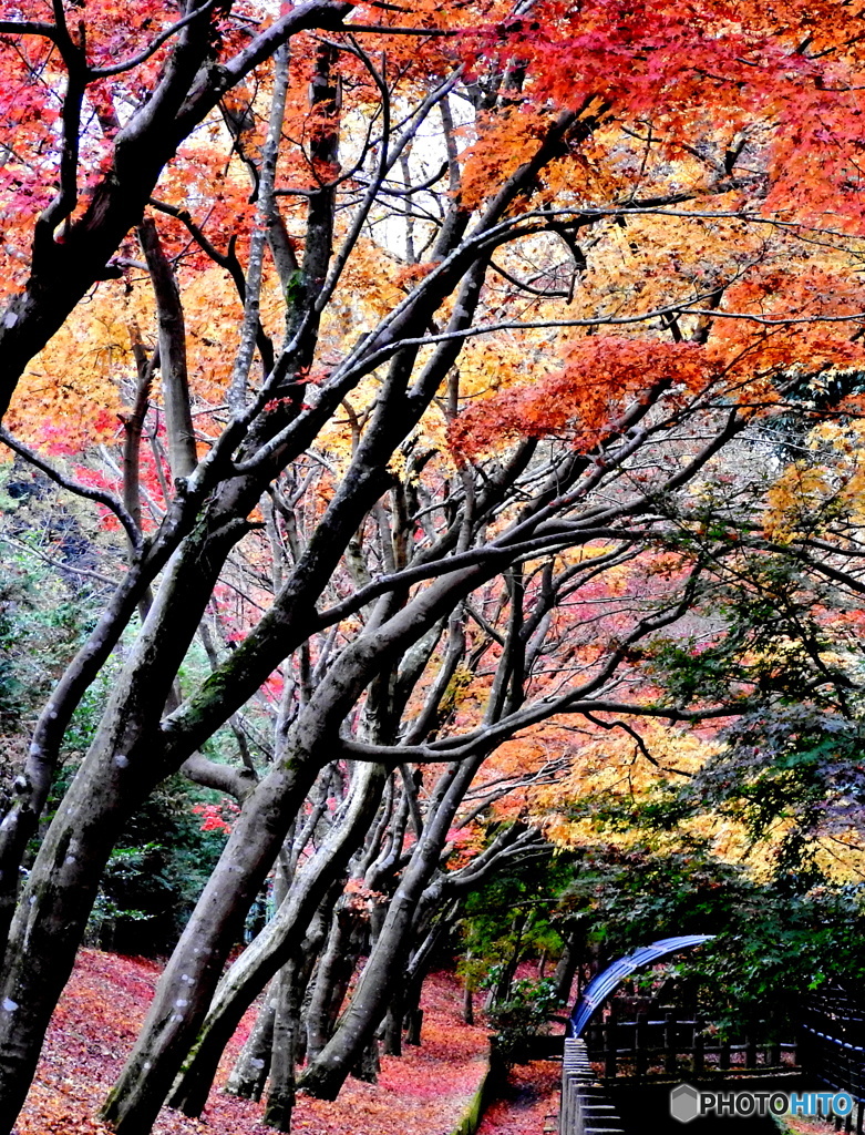 紅葉09
