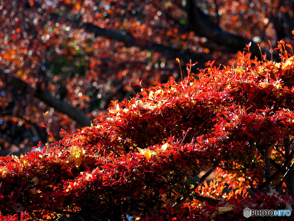 紅葉25-⑧