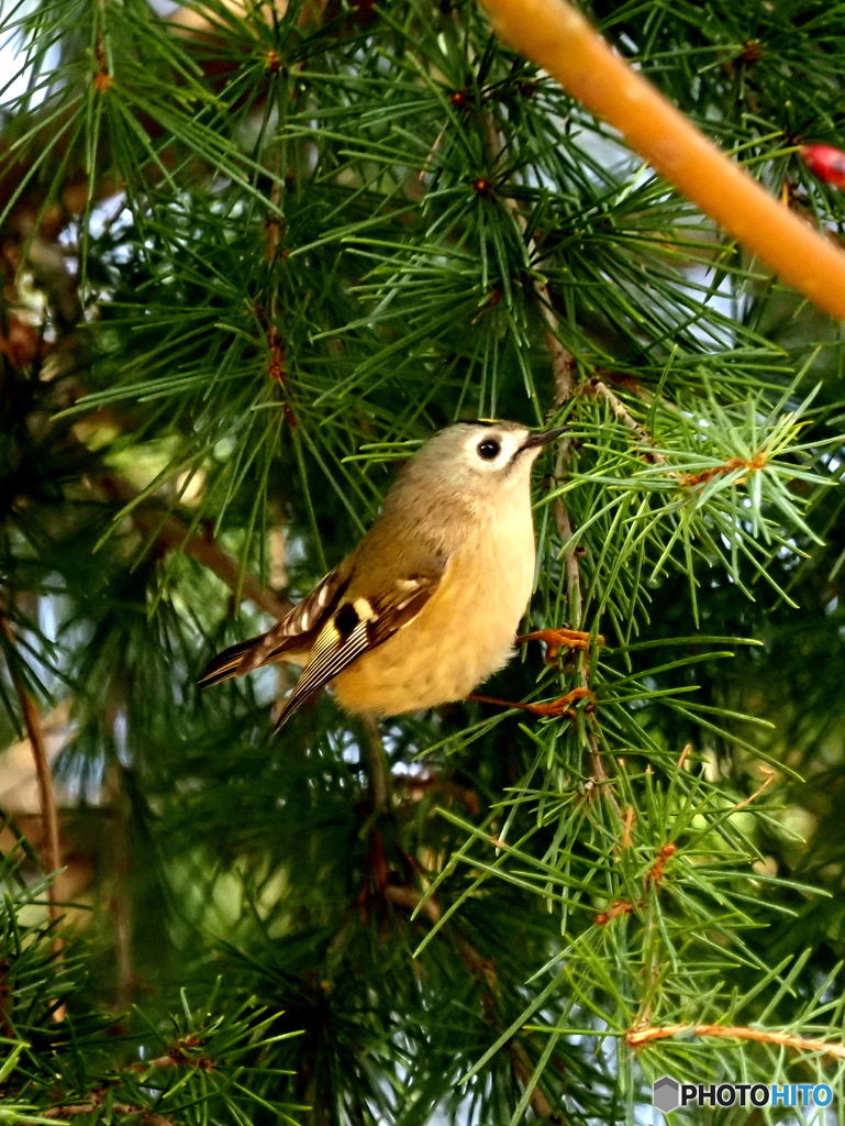 キクイタダキ21