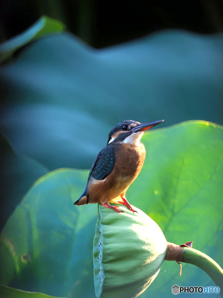 カワセミ539