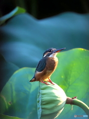 カワセミ539