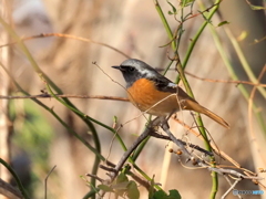 ジョウビタキ369