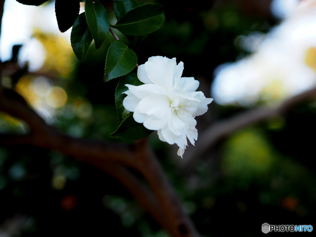 山茶花20-③