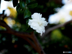 山茶花20-③