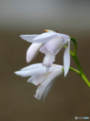 白花シラン24-①