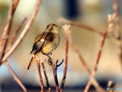 ジョウビタキ377