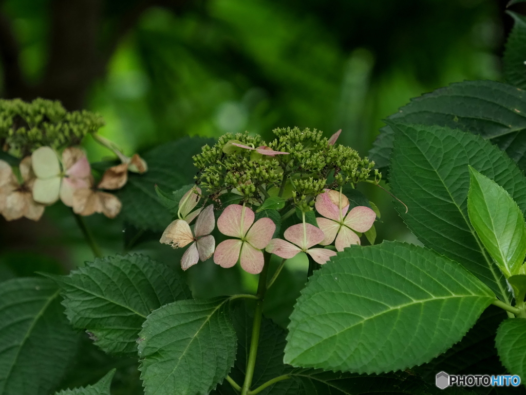 紫陽花22-17
