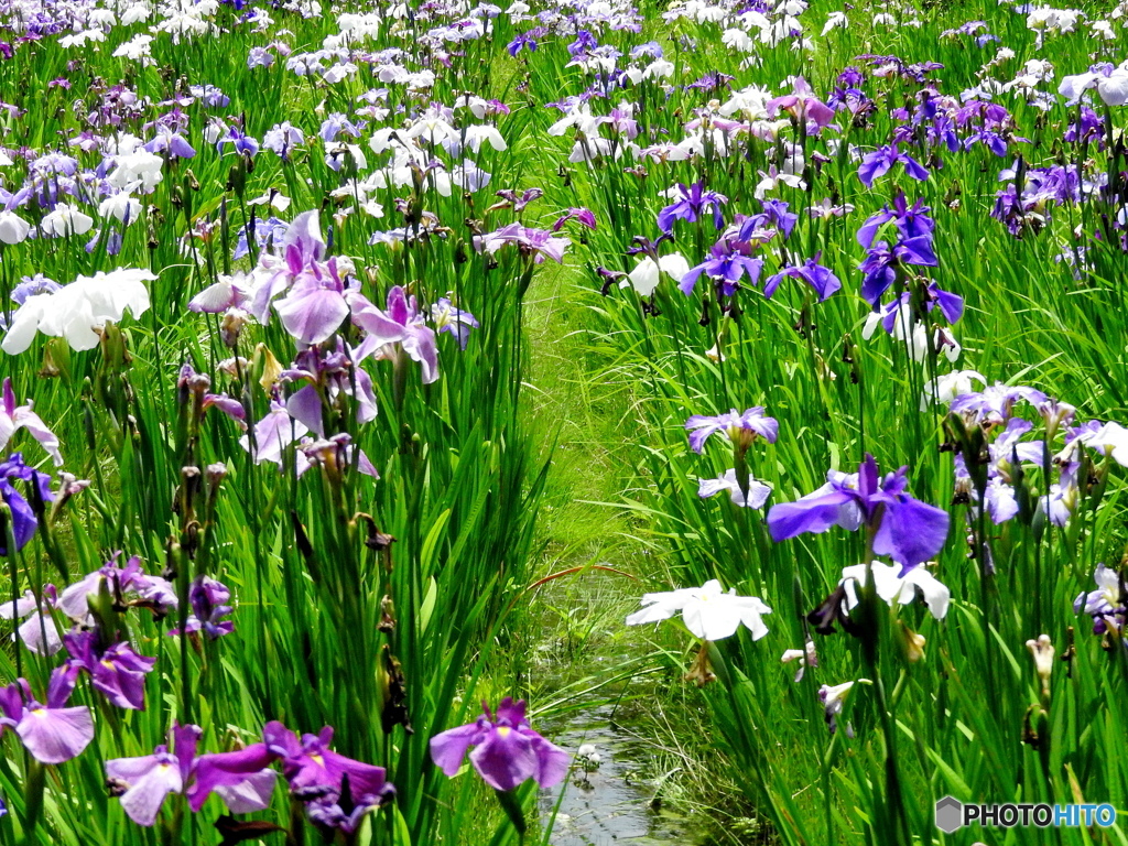 花菖蒲15