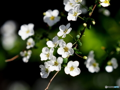 雪柳21-③