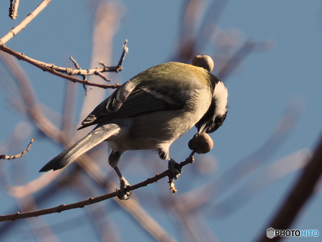 シジュウカラ306