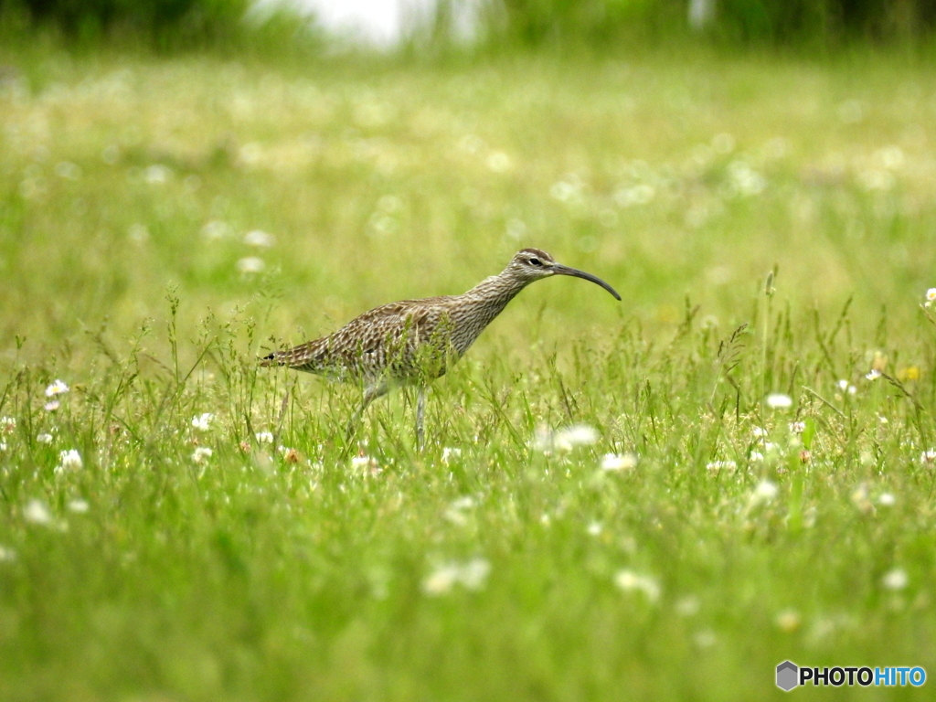 チュウシャクシギ27