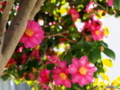 山茶花23-①
