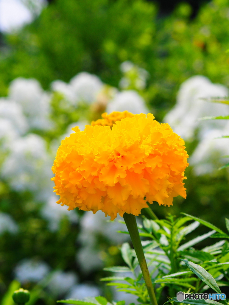 アフリカンマリーゴールド