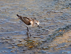 ヨーロッパトウネン01 ヨーロッパトウネン01