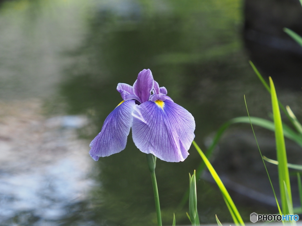 花菖蒲22-④