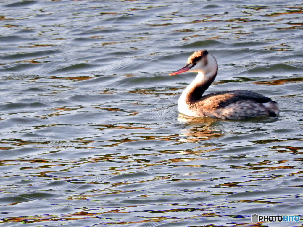 カンムリカイツブリ16
