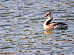 カンムリカイツブリ16
