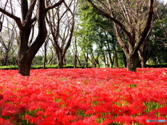 彼岸花25-③