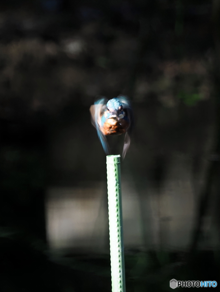 カワセミ551