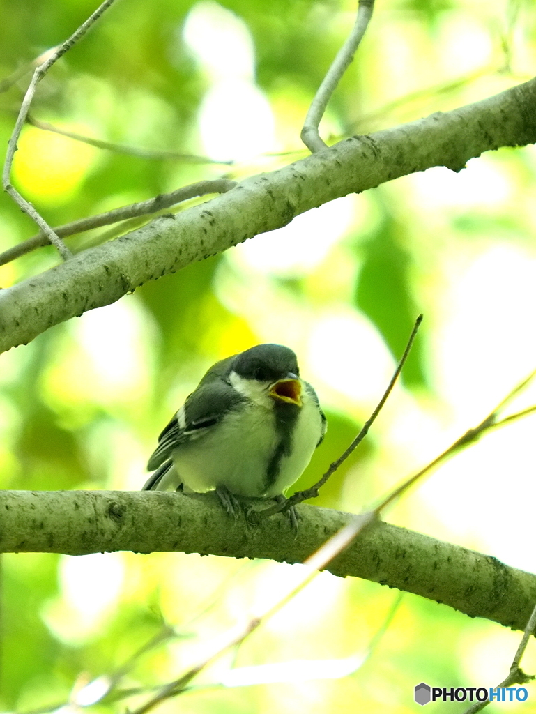 シジュウカラ320