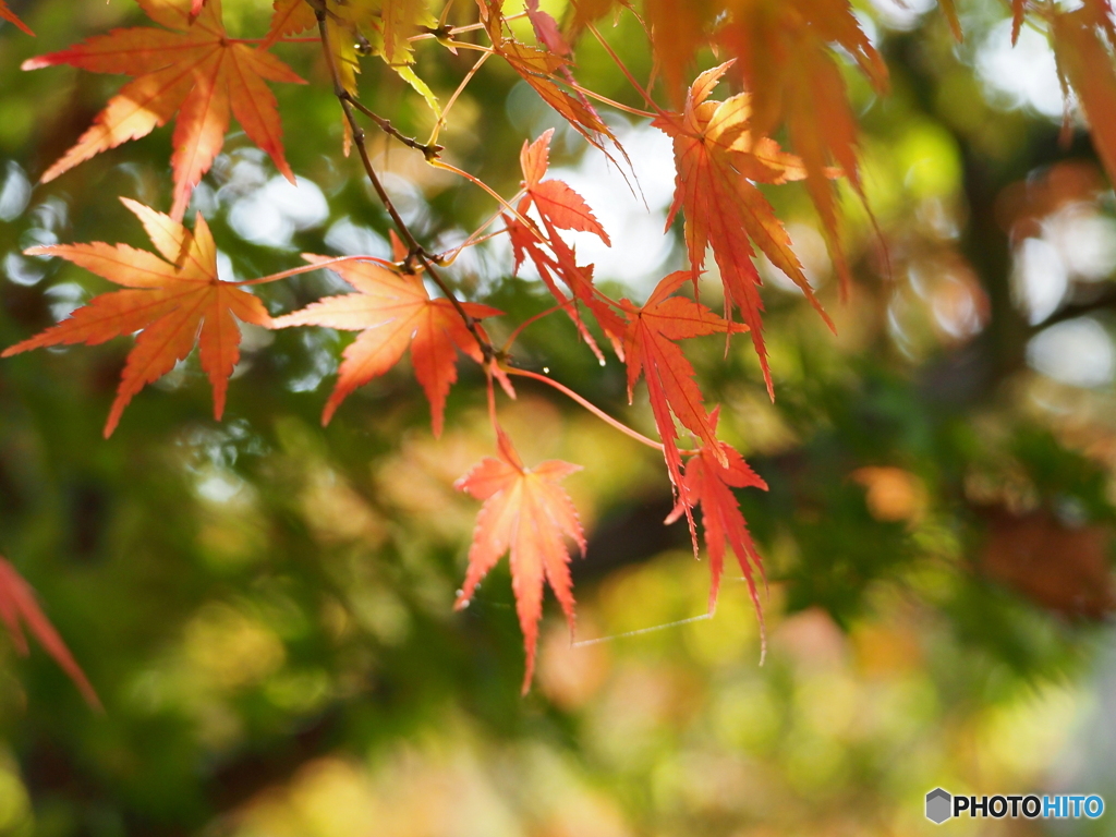 紅葉20-16