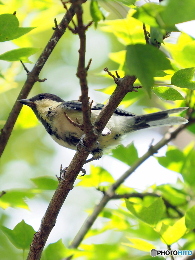 シジュウカラ331