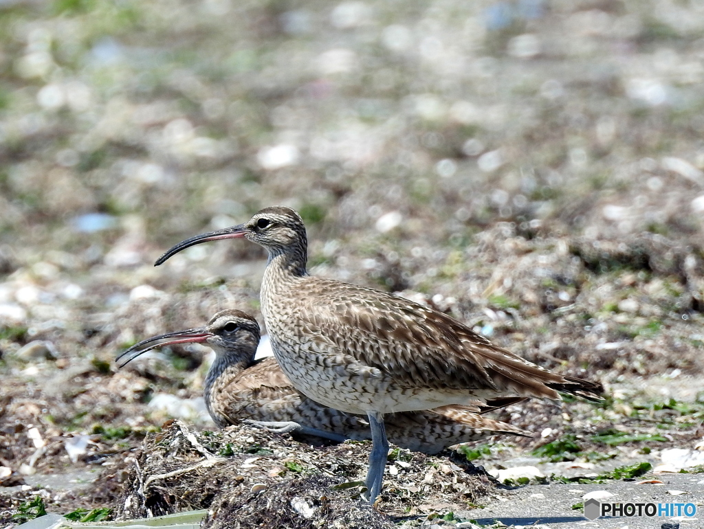 チュウシャクシギ48