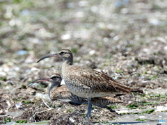 チュウシャクシギ48