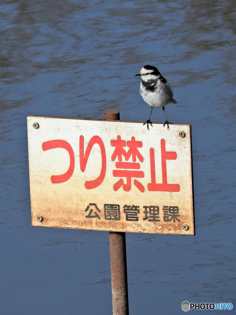 ハクセキレイ32