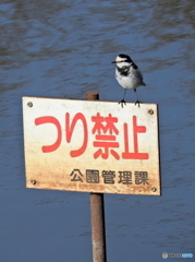 ハクセキレイ32