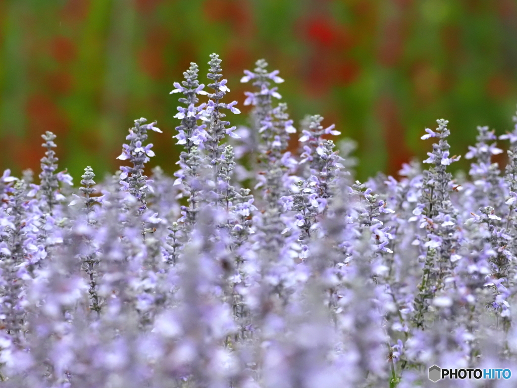 ブルーサルビア25-②