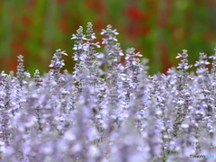 ブルーサルビア25-②