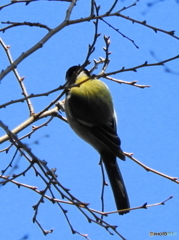シジュウカラ24