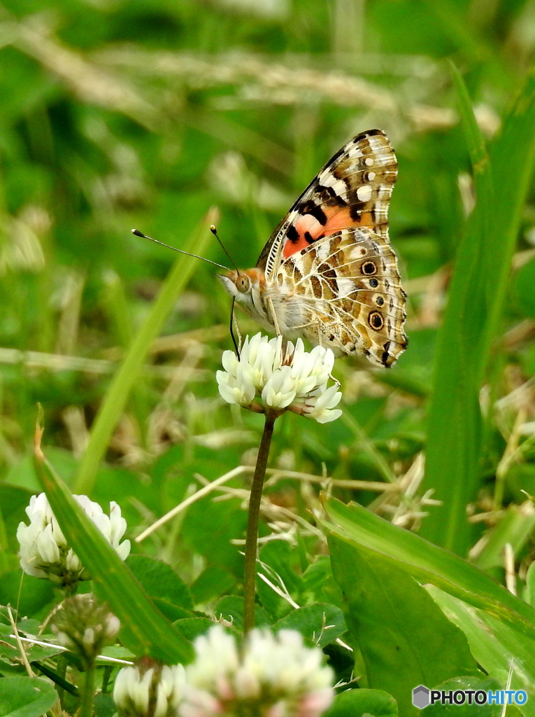ヒメアカタテハ18-①