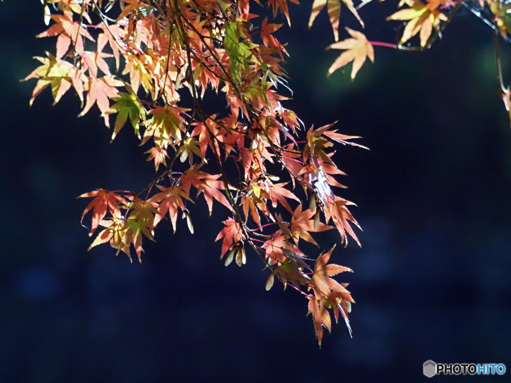 紅葉23-⑧