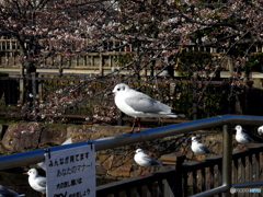 ユリカモメ24