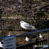 ユリカモメ24