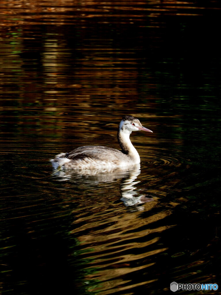 カンムリカイツブリ48