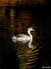 カンムリカイツブリ48