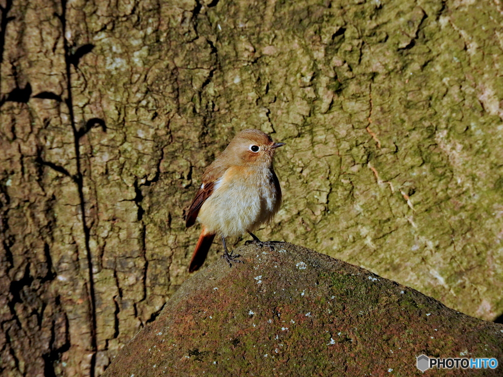 ジョウビタキ54