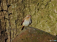 ジョウビタキ54